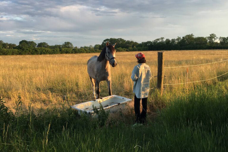 Person facing a horse at the edge of a field at sunset